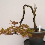 Japanese Maple Semi-Cascade