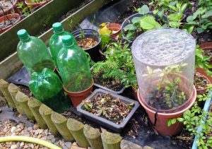 A variety of this years cuttings