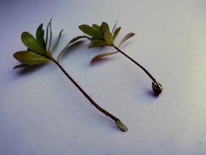 Azalea Heel Cutting