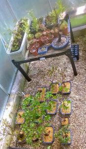 Tucked up in the greenhouse