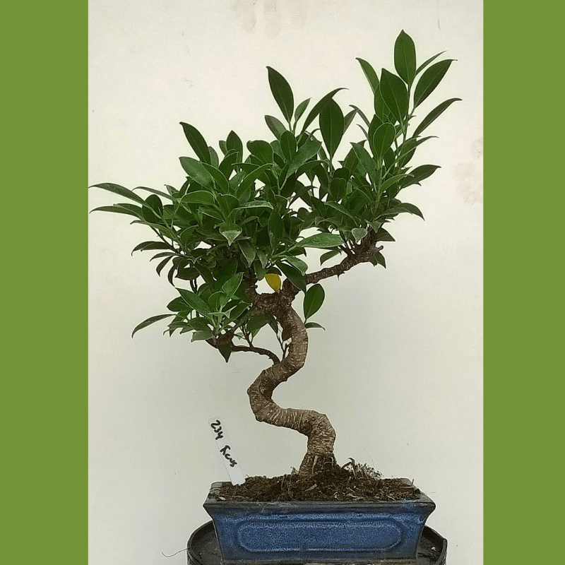 Ficus Bonsai