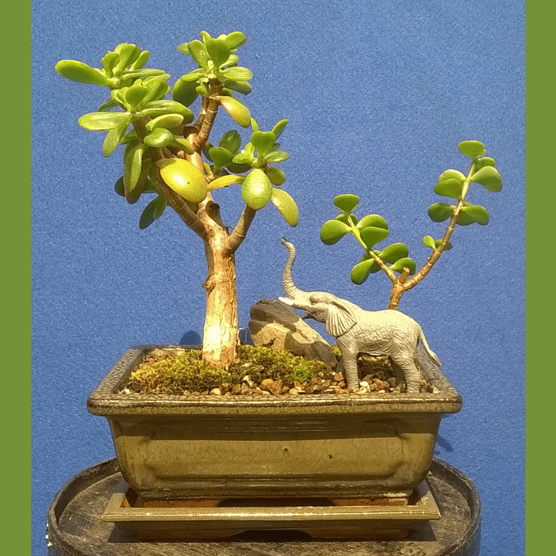 Jade with Elephant Bonsai