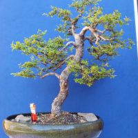 Huge Chinese Elm