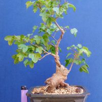 Trident Maple Clump